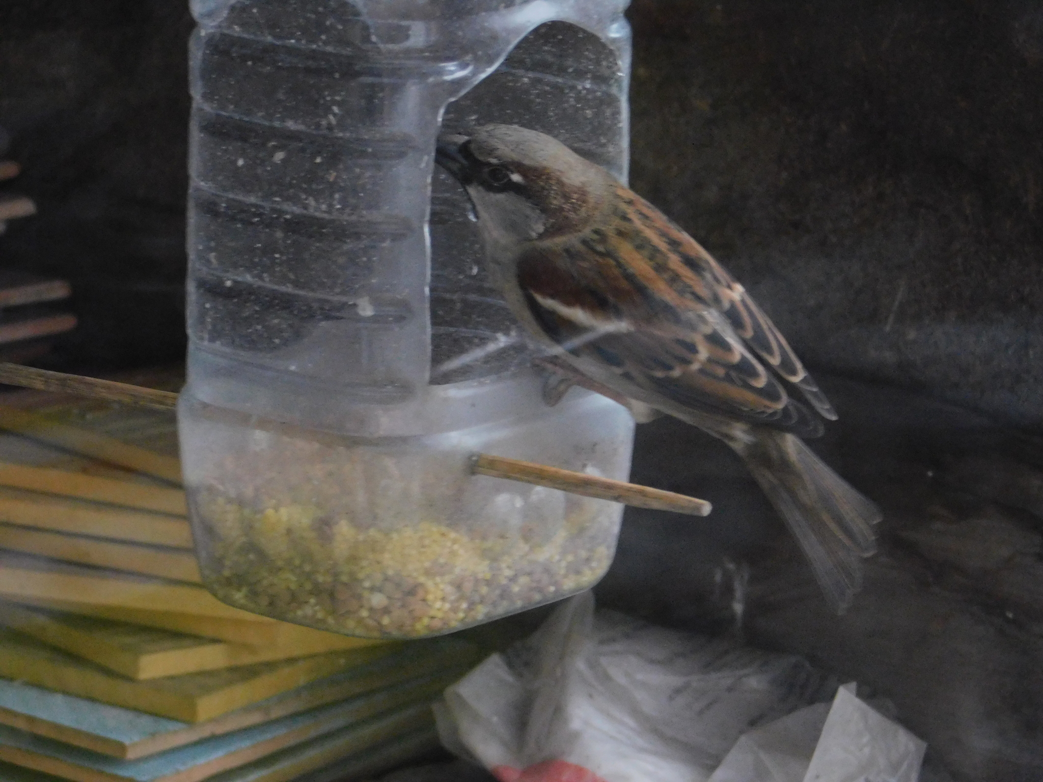 House sparrows on the balcony - My, Sparrow, Bird watching, Saint Petersburg, Ornithology, Longpost