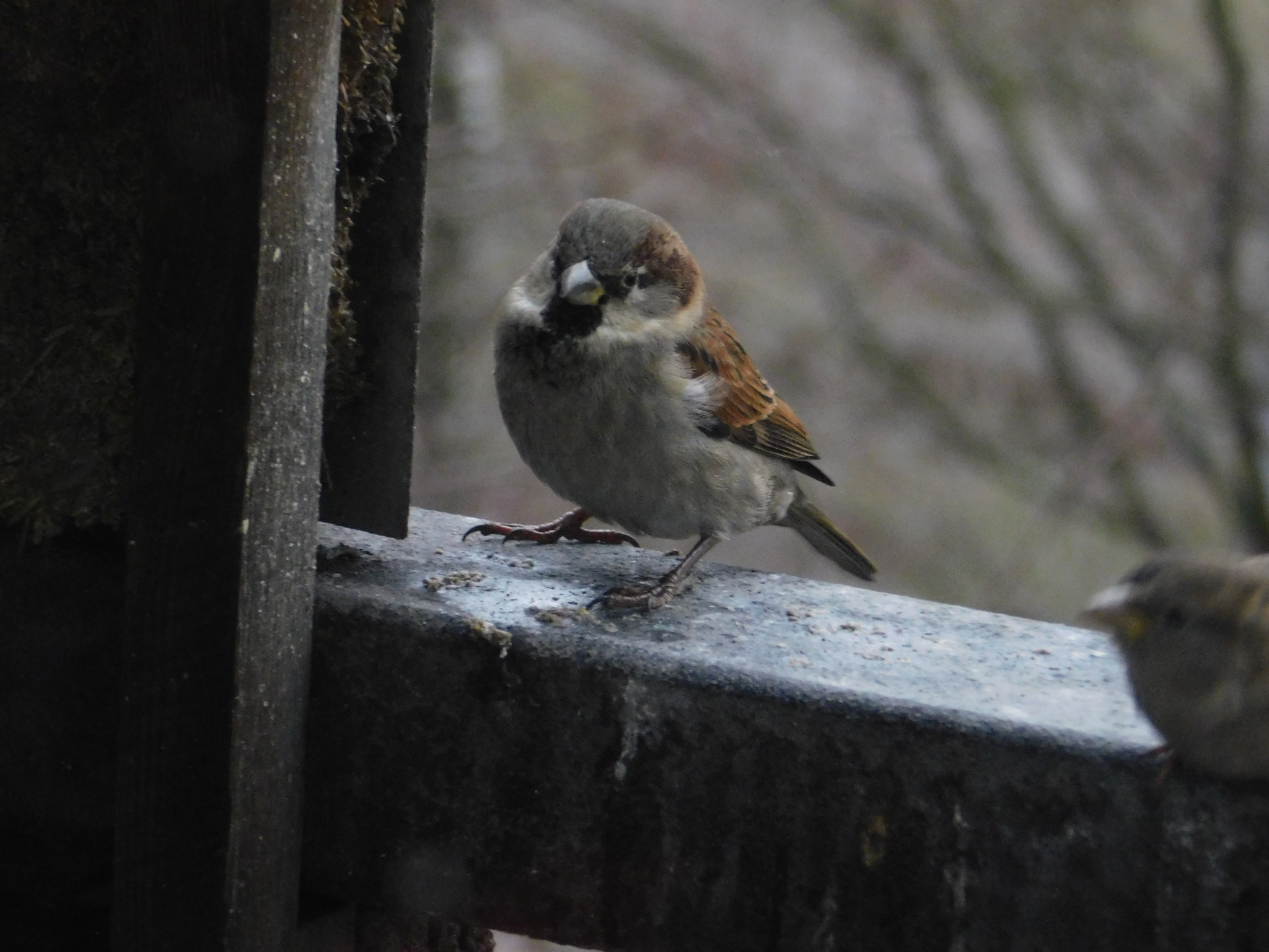 House sparrows on the balcony - My, Sparrow, Bird watching, Saint Petersburg, Ornithology, Longpost