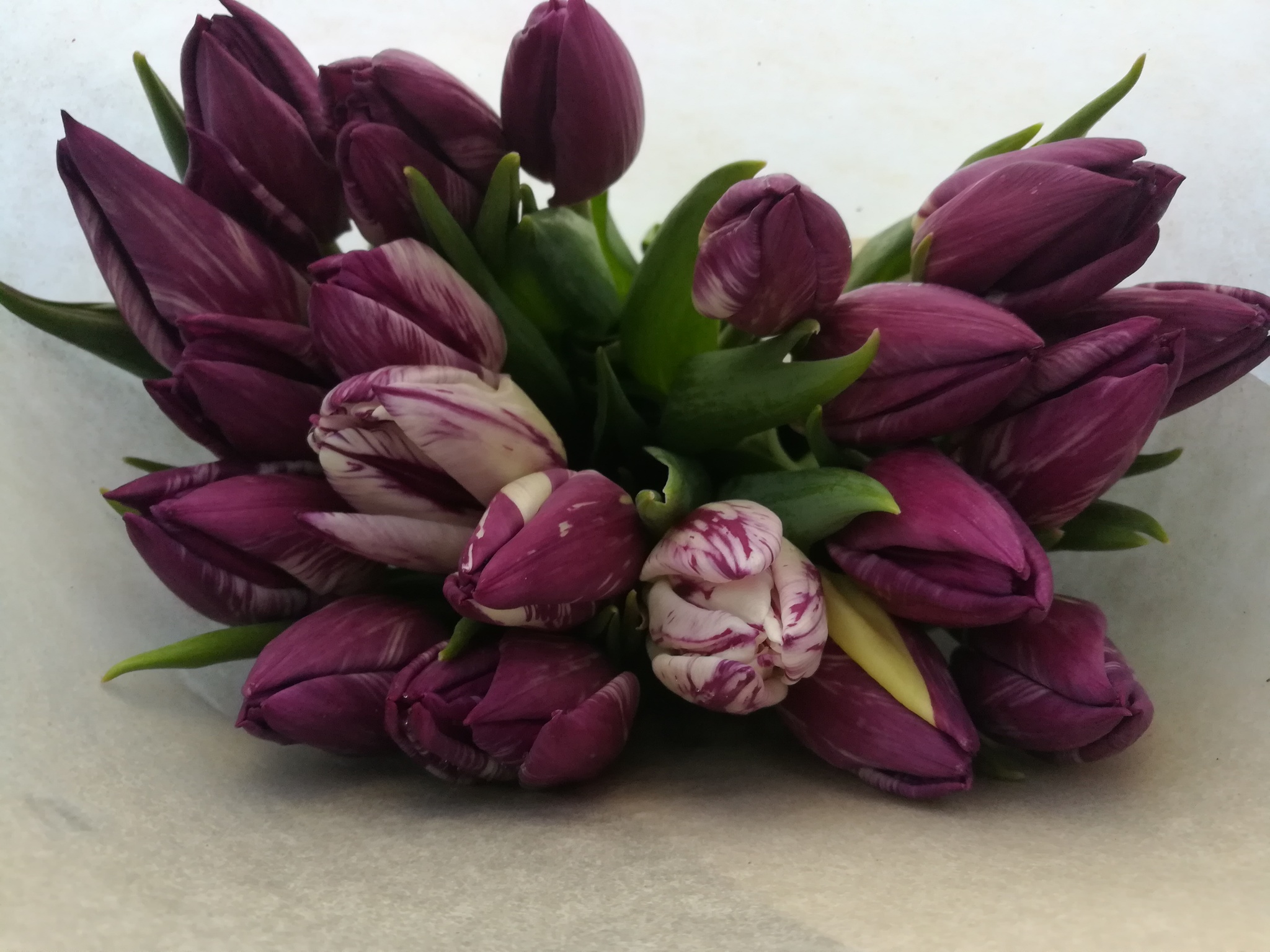 It's time to pick tulips - My, Tulips, The photo, Greenhouse, Longpost