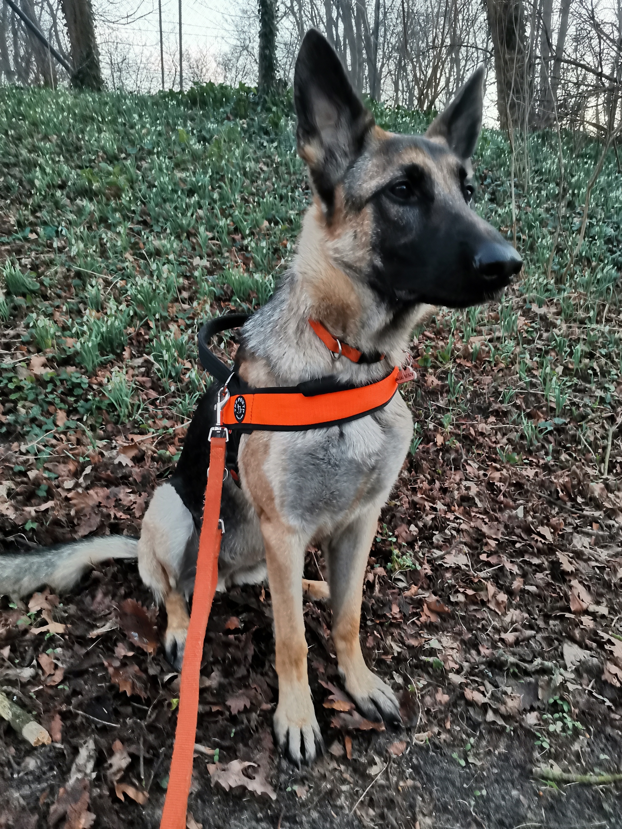 Spring is coming! - My, Dog, German Shepherd, Snowdrops flowers, Spring, Longpost, Daffodils flowers