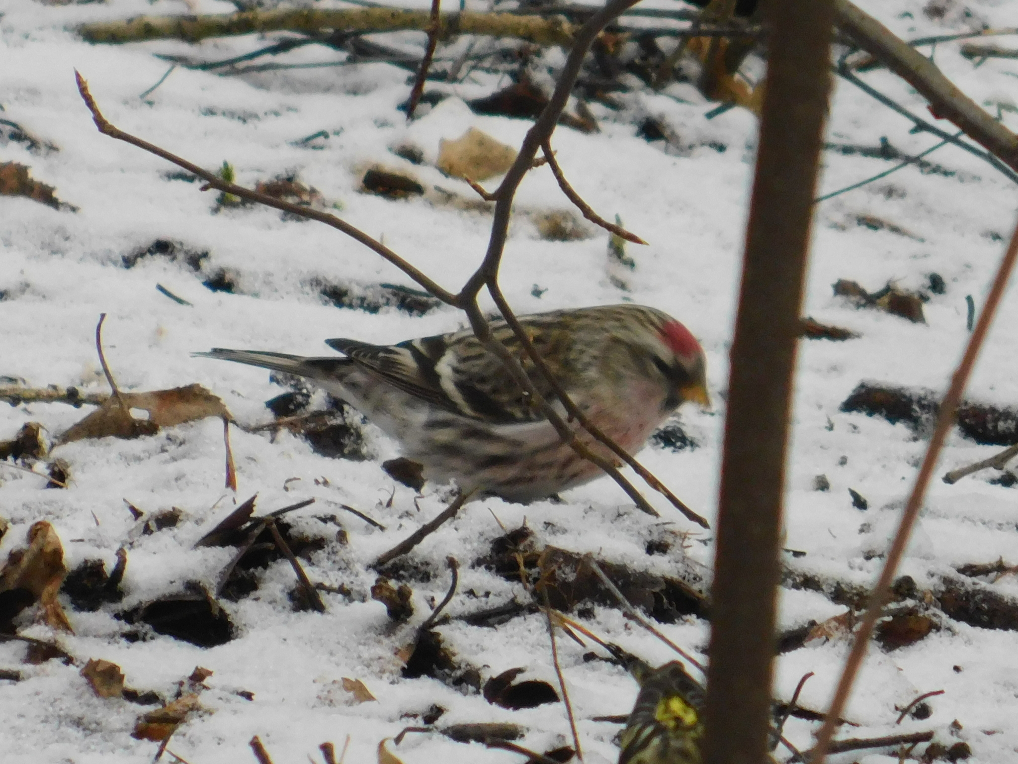 Tap dancing in a flock of siskins. Sosnovka Park. 02/15/2020 - My, Ornithology, Sosnovka Park, Saint Petersburg, Bird watching, Family finchidae, Video, Longpost