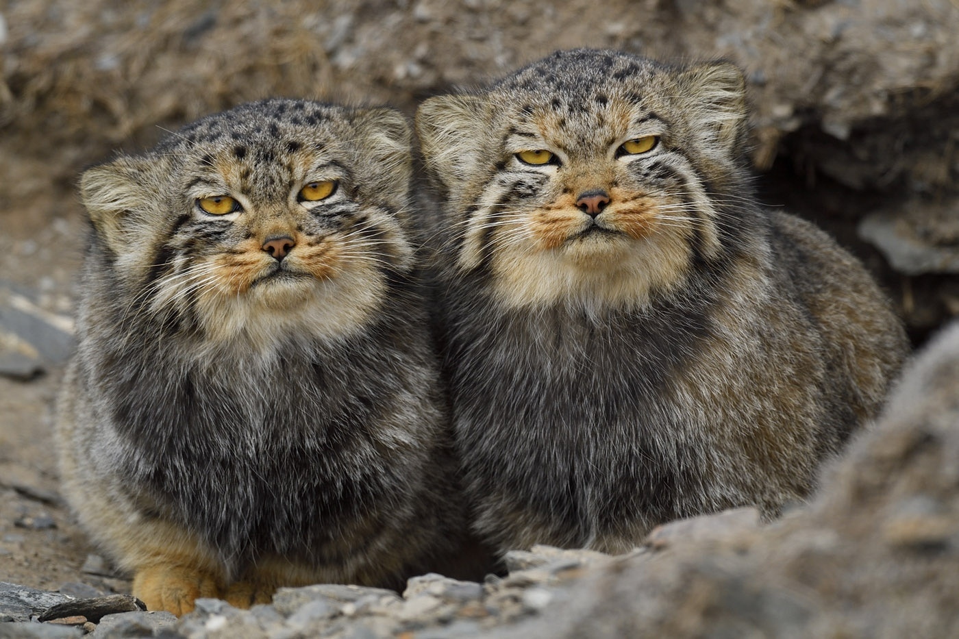 Such games will not work with a wild animal. - Wild animals, Pallas' cat