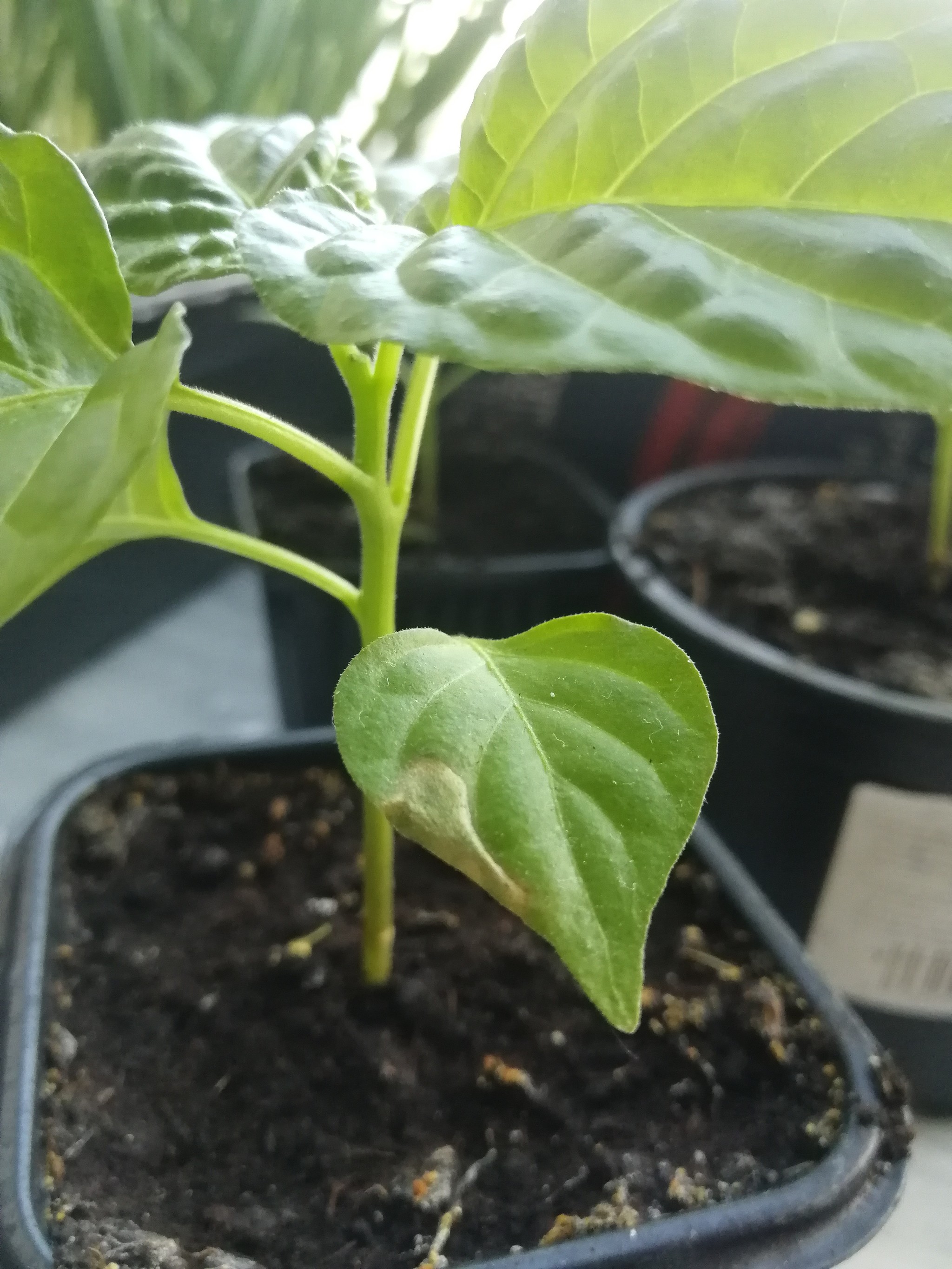 Habanero is sick and needs help - Hot peppers, Habanero, Chile, Vegetable garden on the windowsill, Pepper farming, Longpost