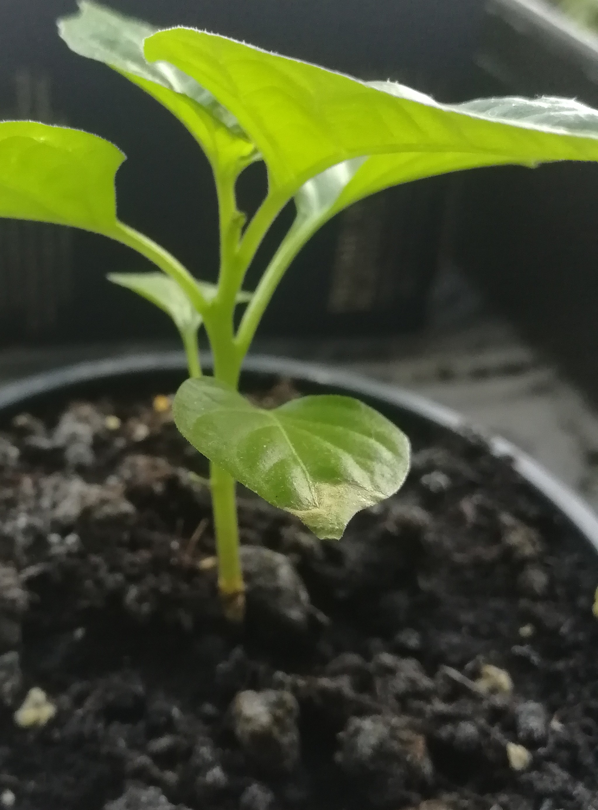 Habanero is sick and needs help - Hot peppers, Habanero, Chile, Vegetable garden on the windowsill, Pepper farming, Longpost