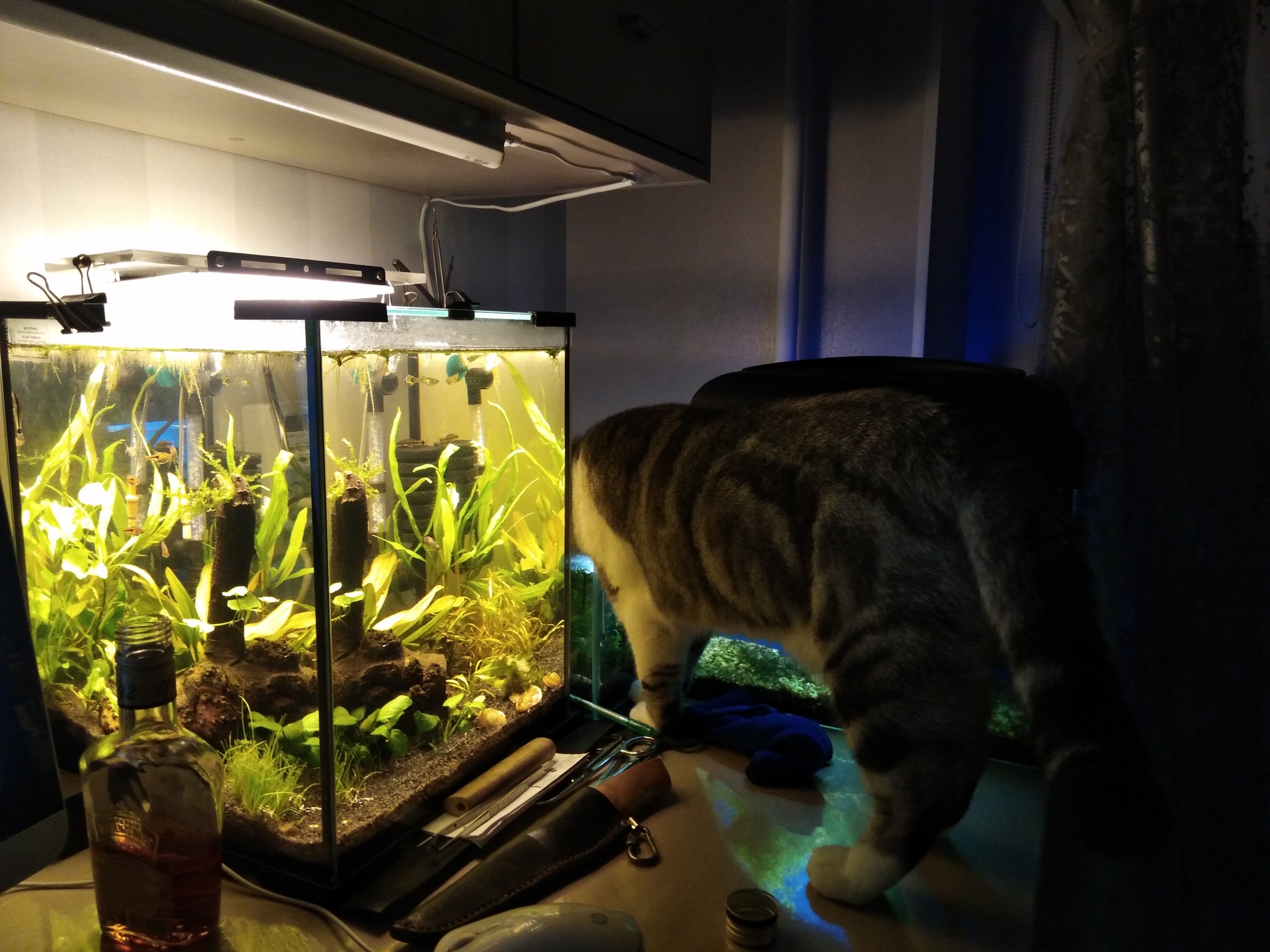 It's already spring, and we couldn't wait... - My, Plague spring, Aquarium, Video, Longpost