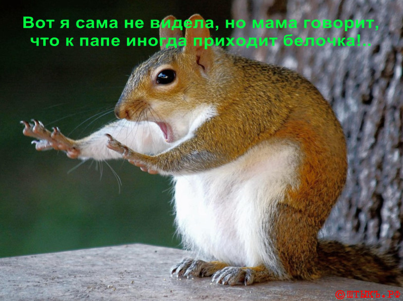 A little positivity from the squirrel - Picture with text, Humor, Squirrel