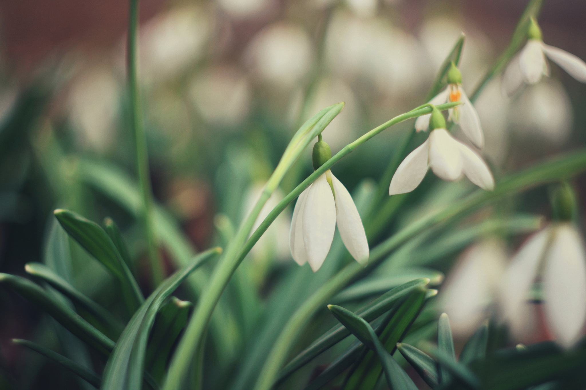 Spring begins - My, The photo, Snowdrops flowers, Flowers, Macro photography, Helios