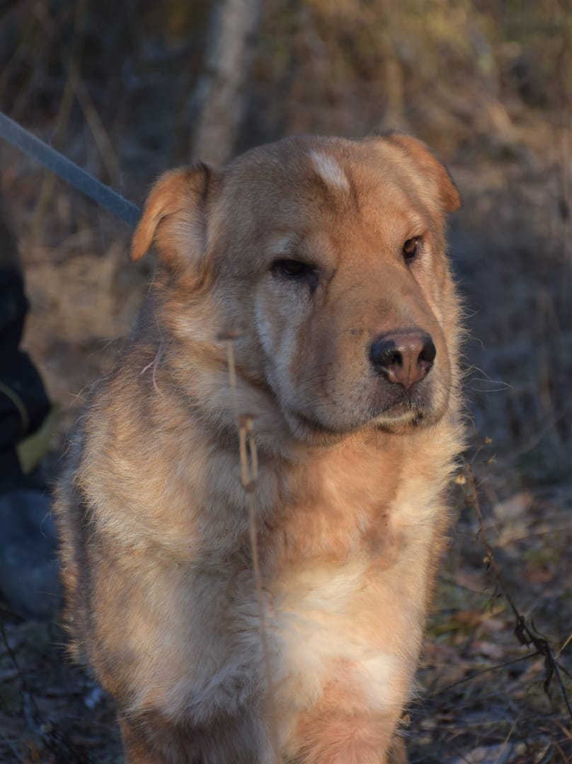 Mixed Shar Pei Bun is looking for his home. St. Petersburg and Leningrad region - My, Dog, In good hands, Leningrad region, No rating, Animal Rescue, Longpost