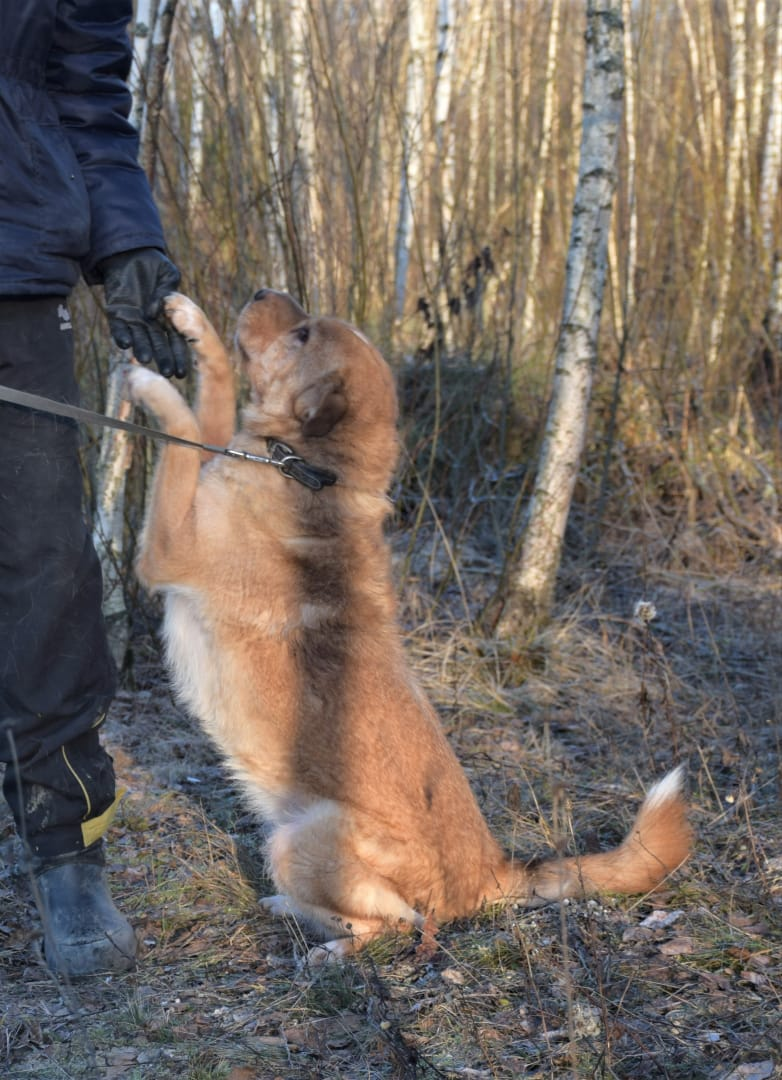 Mixed Shar Pei Bun is looking for his home. St. Petersburg and Leningrad region - My, Dog, In good hands, Leningrad region, No rating, Animal Rescue, Longpost