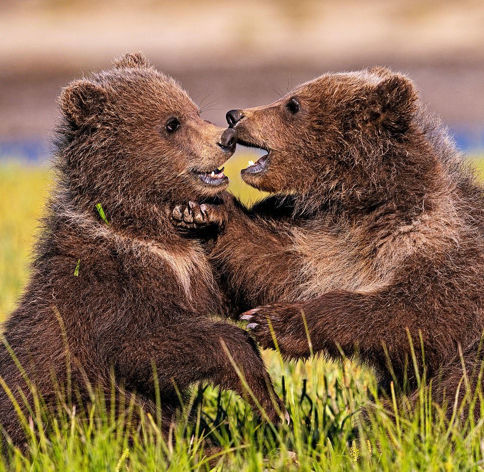 Large bear family - The Bears, Young, Longpost