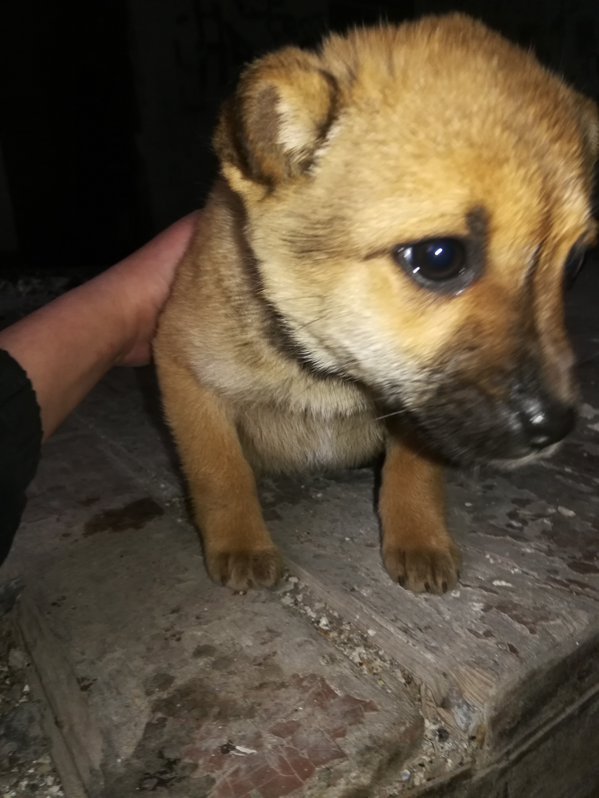 Volgograd - No rating, In good hands, House, Puppies, Longpost, Dog, Volgograd