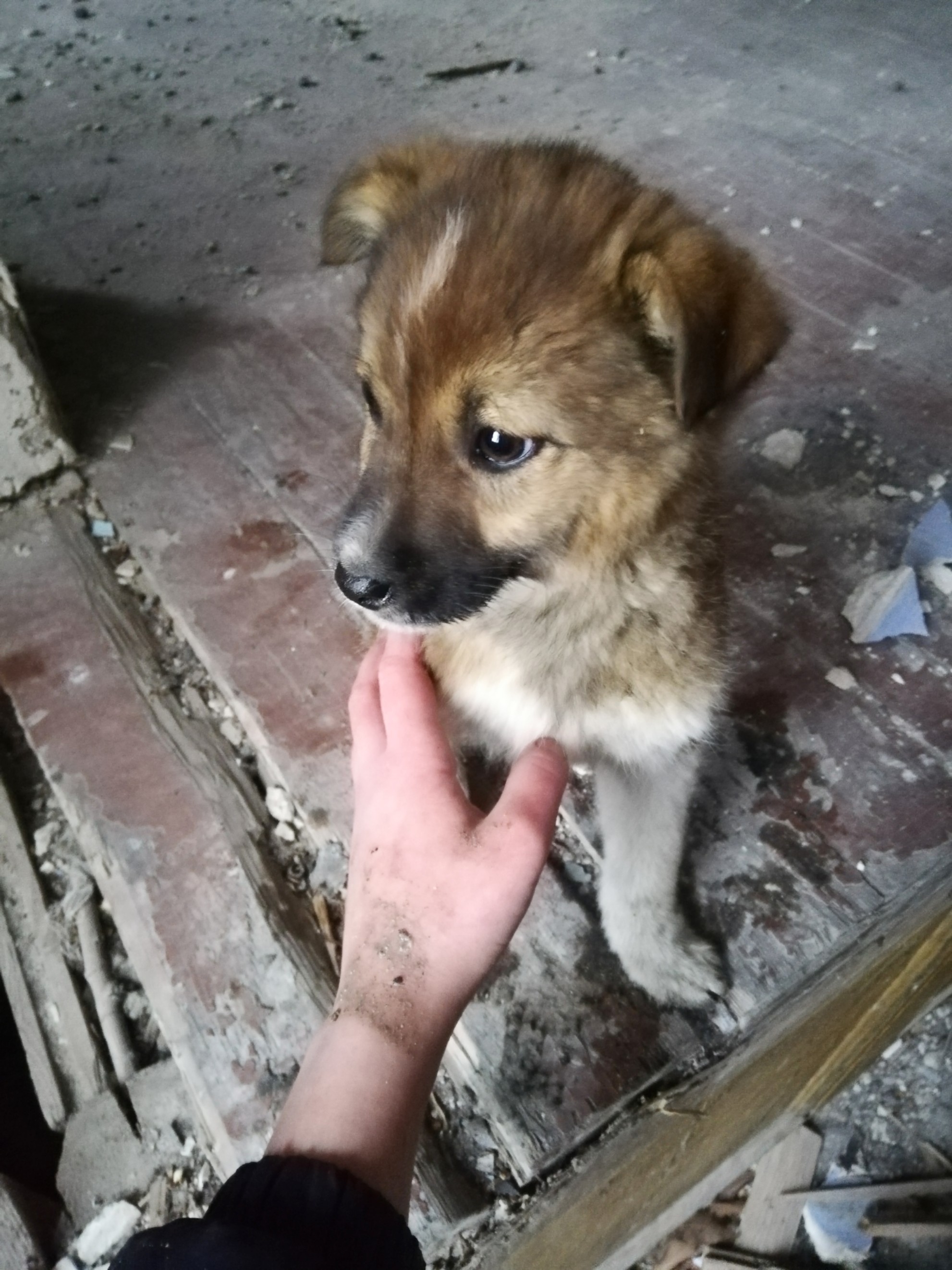 Volgograd - No rating, In good hands, House, Puppies, Longpost, Dog, Volgograd