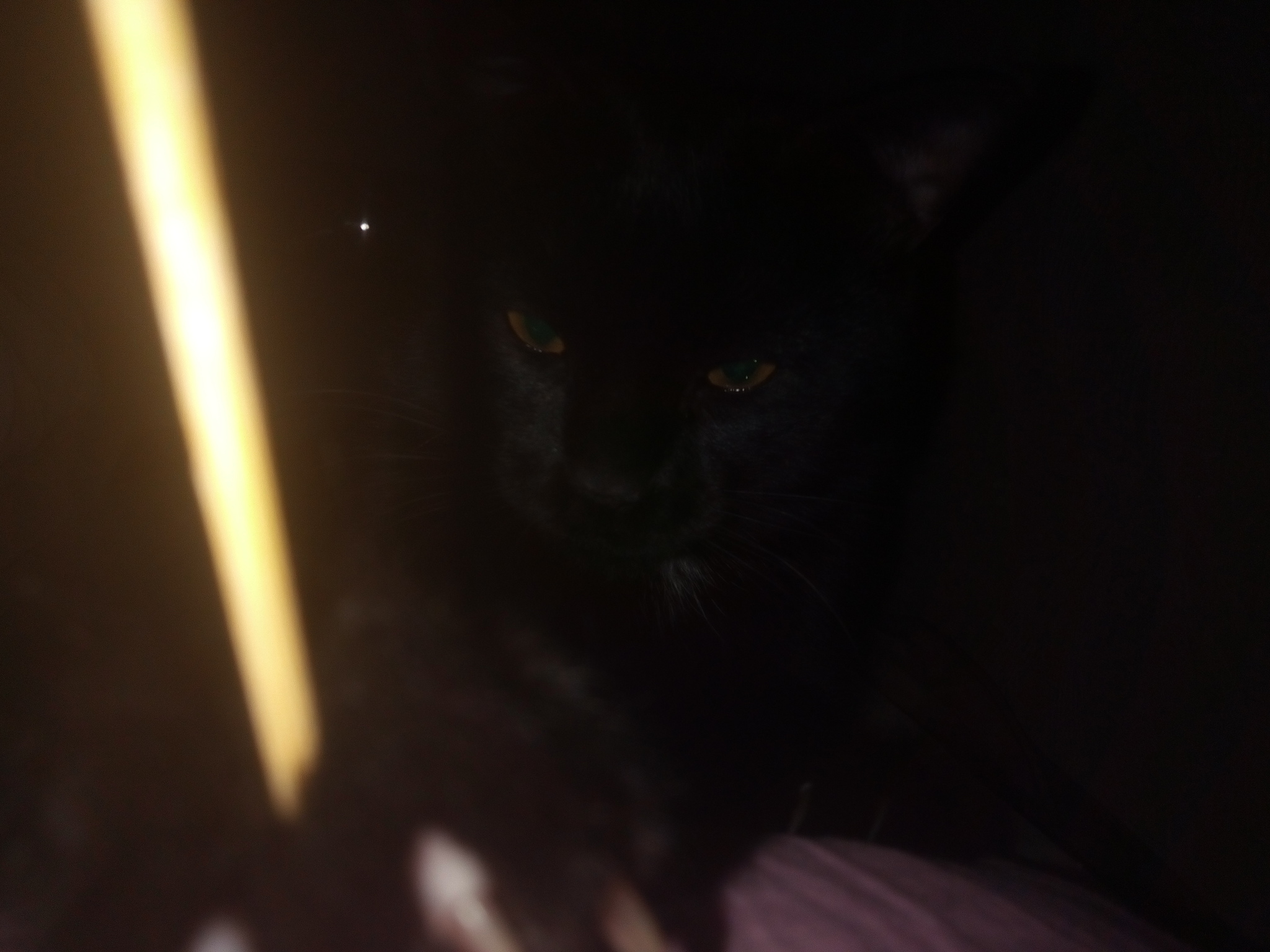 Reply to the post “I think I have a strange cat” Or “The Cat and the Skewer” - My, cat, The photo, Pets, Friend, Longpost