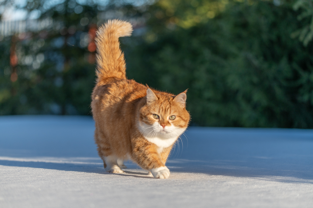 Red on Fridays - My, cat, Catomafia, The photo, Longpost