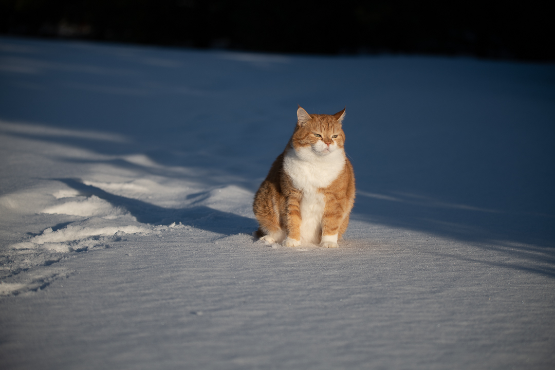 Red on Fridays - My, cat, Catomafia, The photo, Longpost