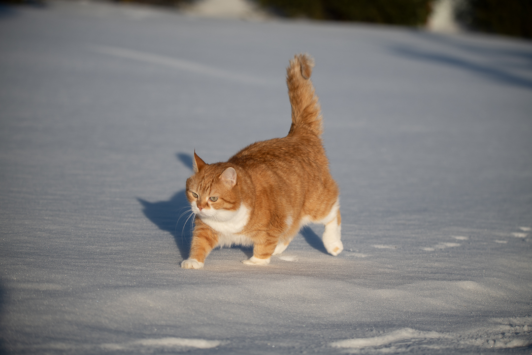 Red on Fridays - My, cat, Catomafia, The photo, Longpost