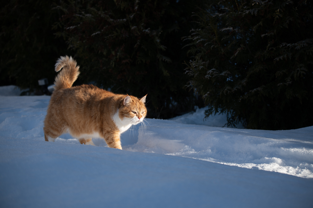 Red on Fridays - My, cat, Catomafia, The photo, Longpost