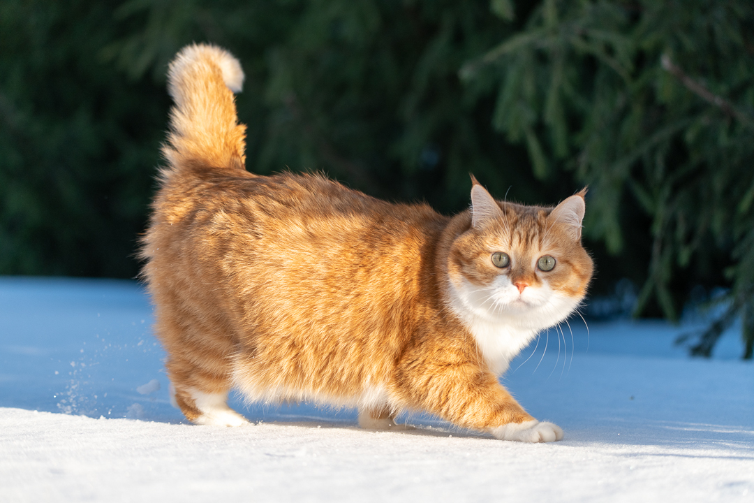 Red on Fridays - My, cat, Catomafia, The photo, Longpost