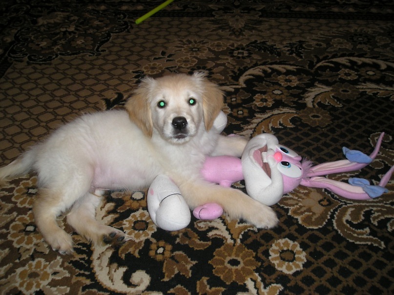 Joy - My, Golden retriever, Good boy, Dog, Friend, Longpost, Negative