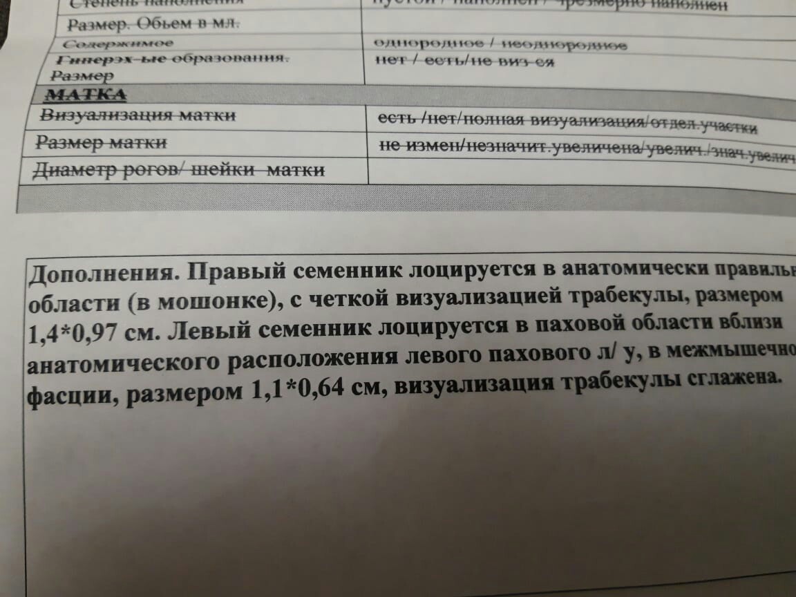 ГДЕ ЯЙЦО, ЛЕБОВСКИ?Крипторхизм, анорхизм - Моё, Кастрация, Коты и собаки вместе, Ветеринар, Домашние животные, Помощь