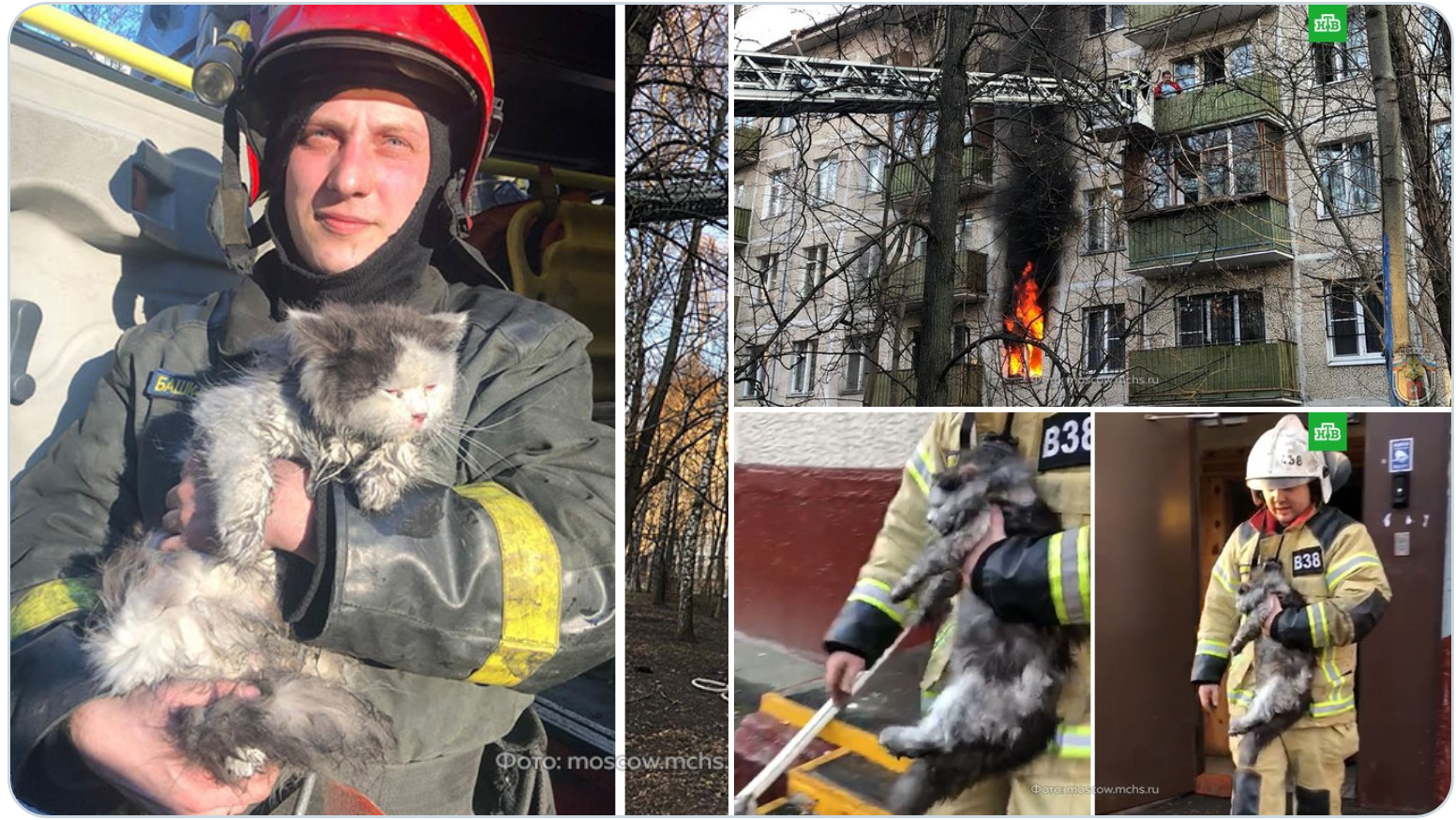 Moscow firefighters rescued five people from a burning apartment and pumped out an injured cat - Moscow, Fire, Pets, People, The rescue, Firefighters, NTV, Twitter