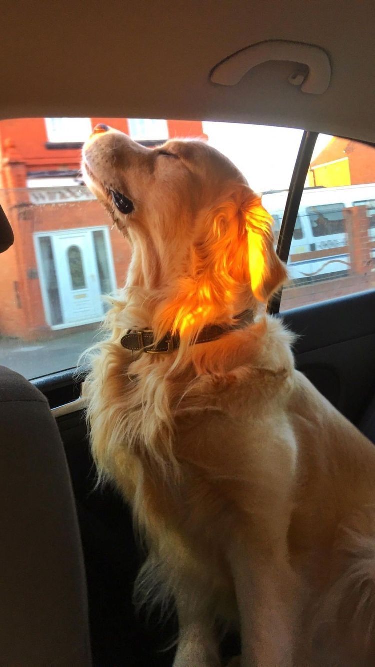 Golden Boy - Dog, The sun, Golden retriever, Pose, Milota