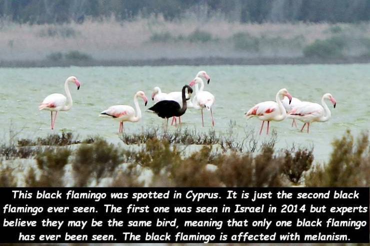 There is a white crow, and there is a black flamingo. One - Flamingo, Black, The photo, Ornithology, Picture with text