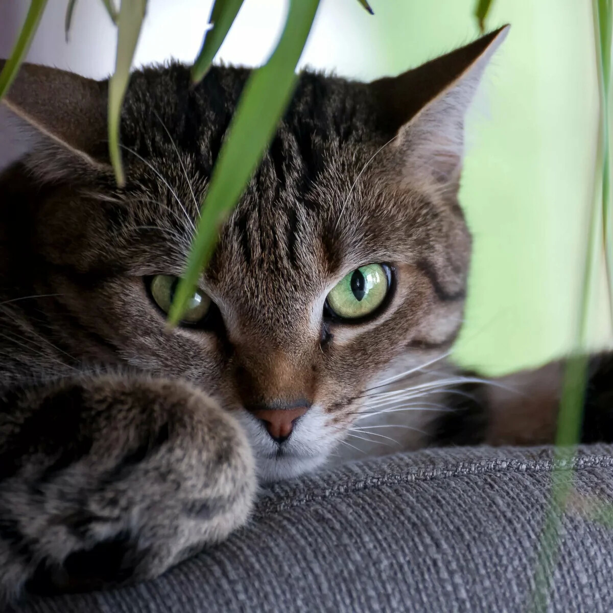 Cat Chip) - cat, Moscow, In good hands, Homeless, Longpost, No rating