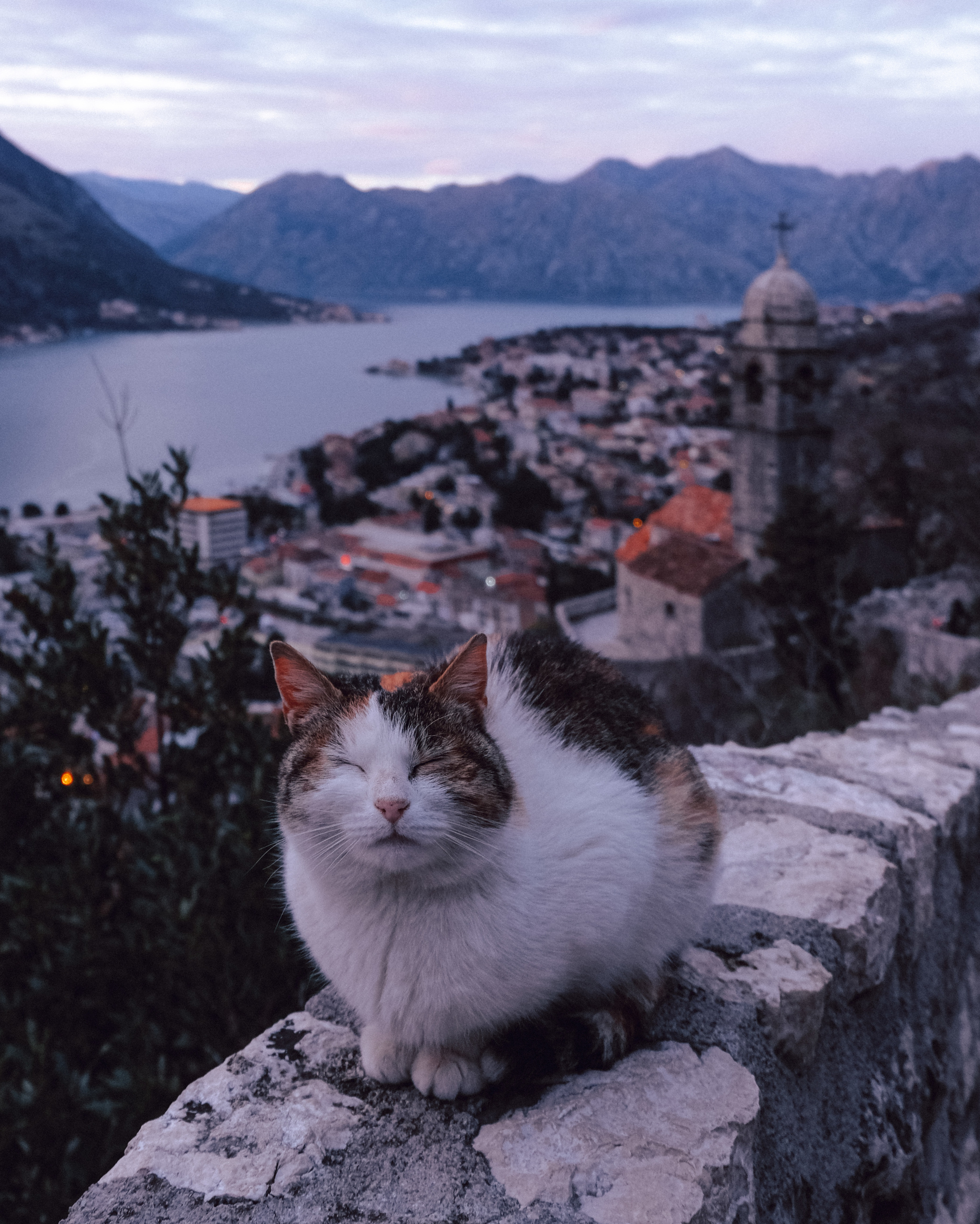 Guardian cat of Kotor - My, cat, Kotor, Montenegro, Travels, Sunset, View, Longpost