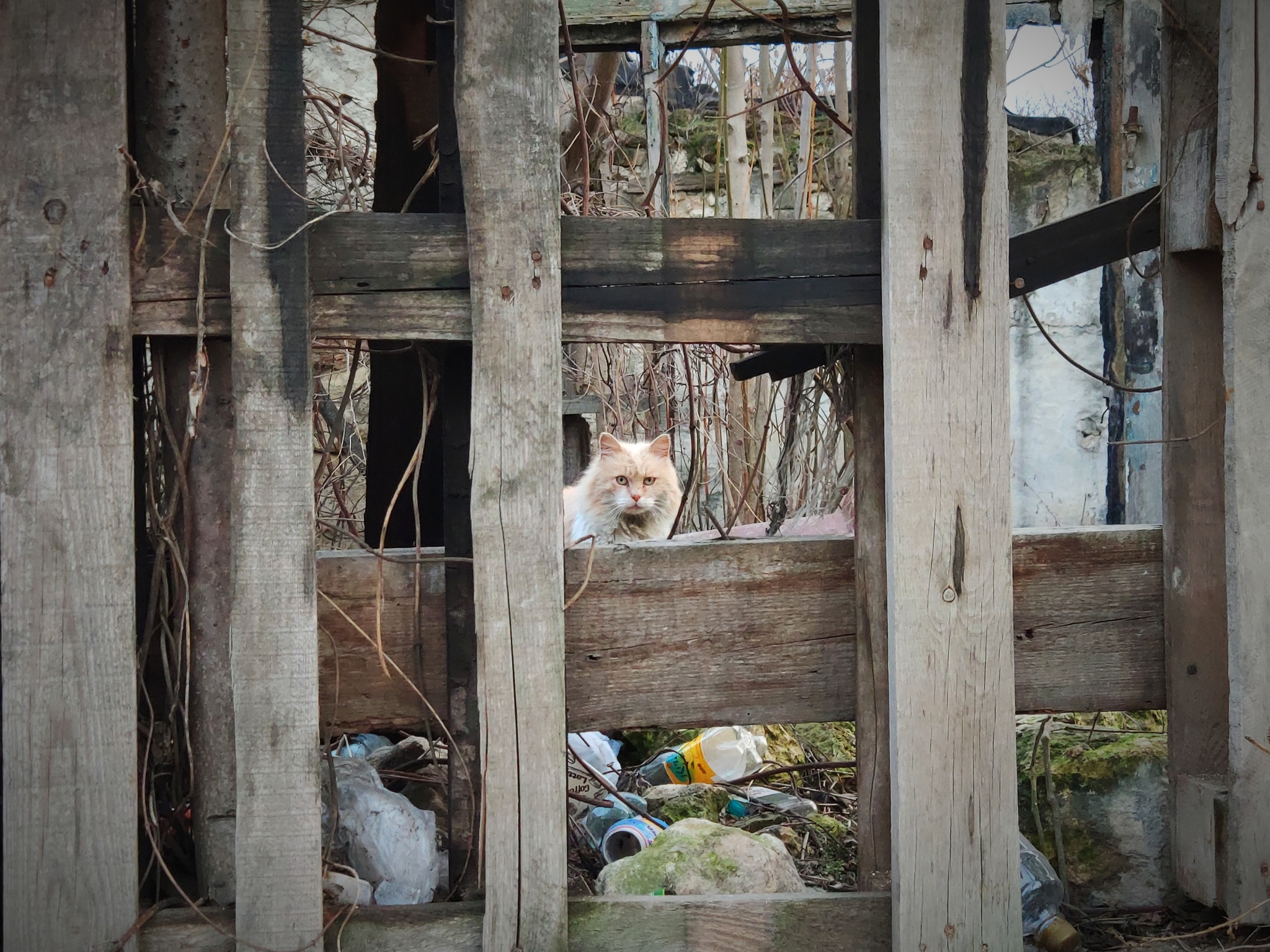 When life is really a pain - My, cat, Sadness, Poverty, Simferopol