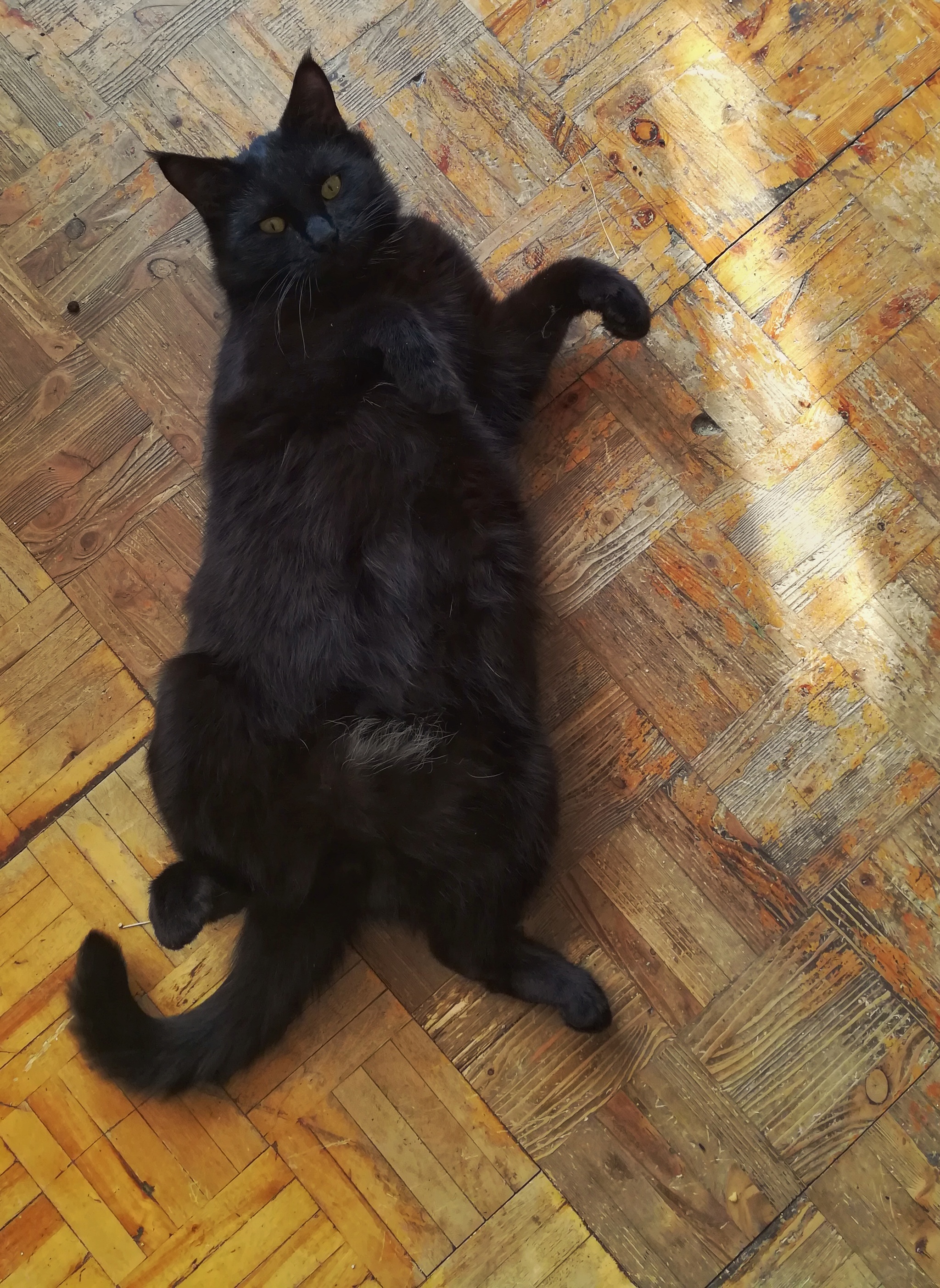 Fatcat - My, cat, Fullness, Muzzle, Black cat, Eyes, Longpost