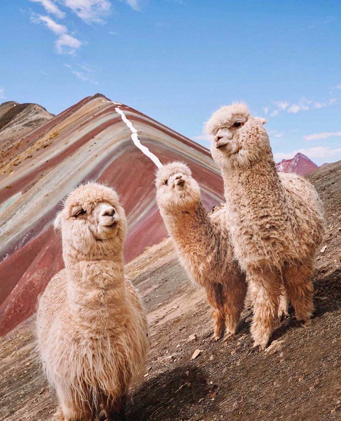 Looks like a cool record cover for an indie band - The mountains, Alpaca