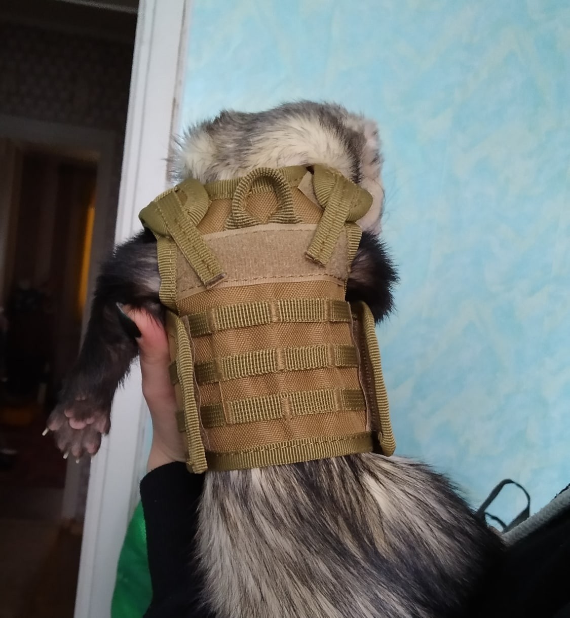 Ferret tactical - My, Ferret, Unloading, Tactics, Longpost