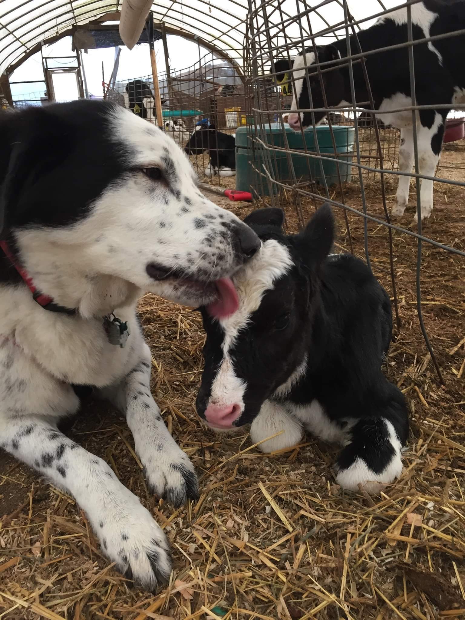 Of course, you are my dear son - Calf, Dog, Milota, Longpost