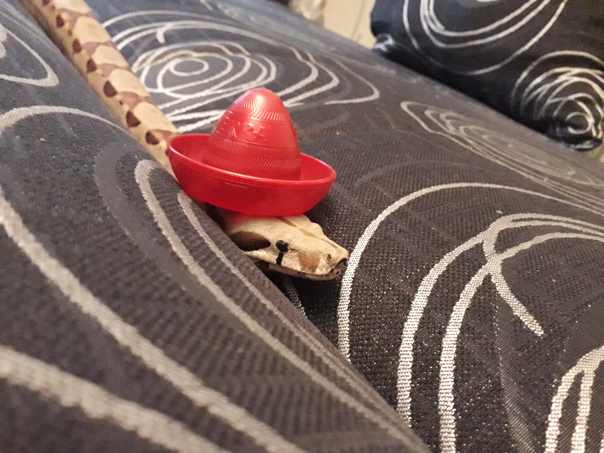 Benjamin - My, Boa, Sombrero, Pets, Reptiles at home, Tequila, Hat