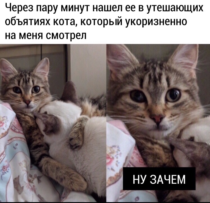 Накричал на свою кошку из-за того, что она была сильно приставучей - Кот, Котомафия, Котята, Юмор