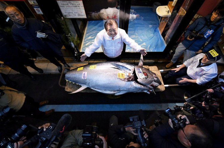 Стоимость голубого тунца за 1 кг: полезная информация