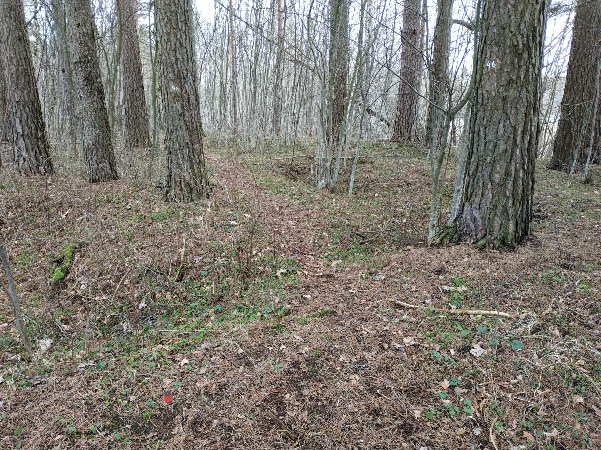 Numbers and pegs around the site - My, Forest, The border, Longpost