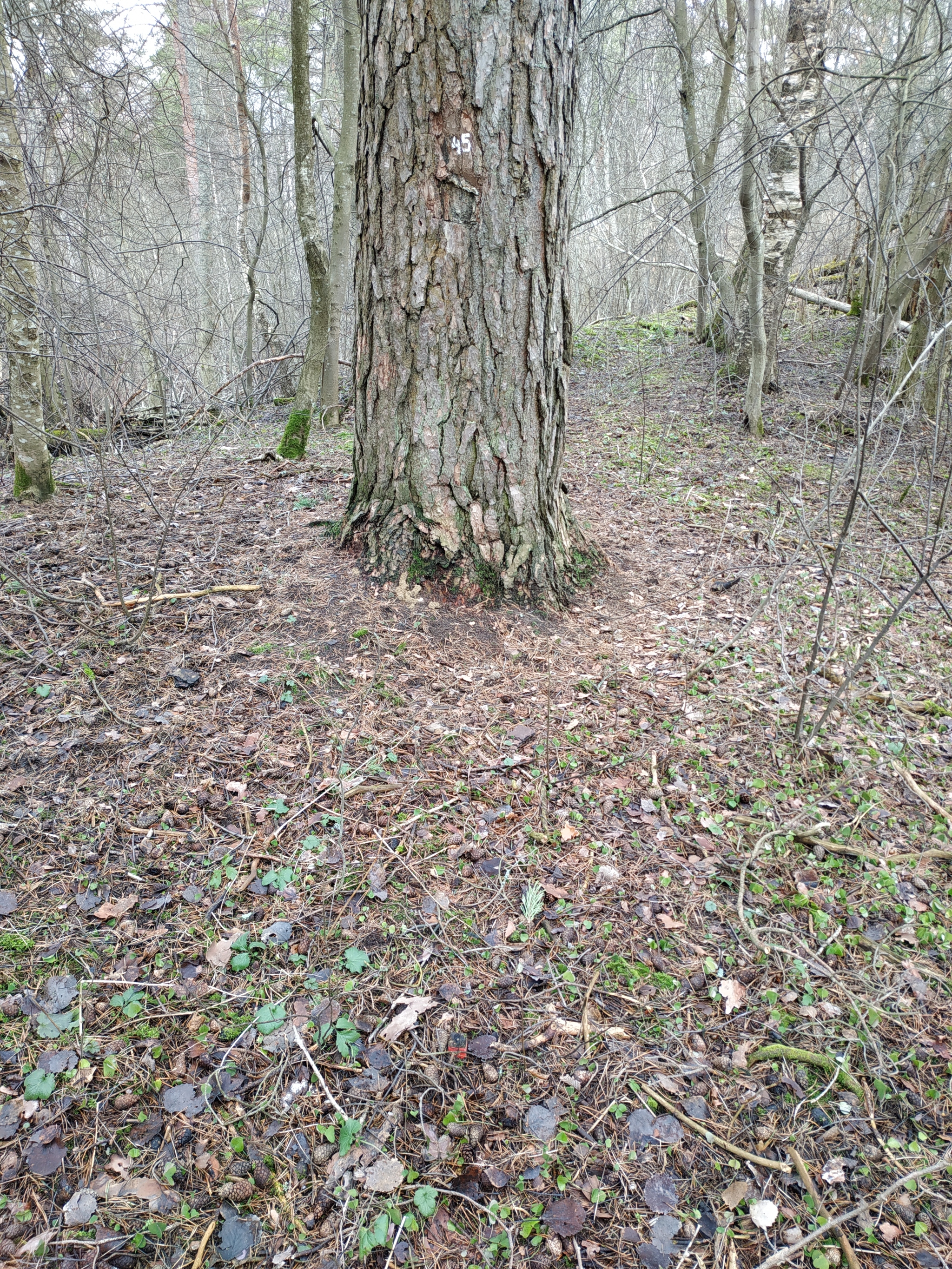 Numbers and pegs around the site - My, Forest, The border, Longpost