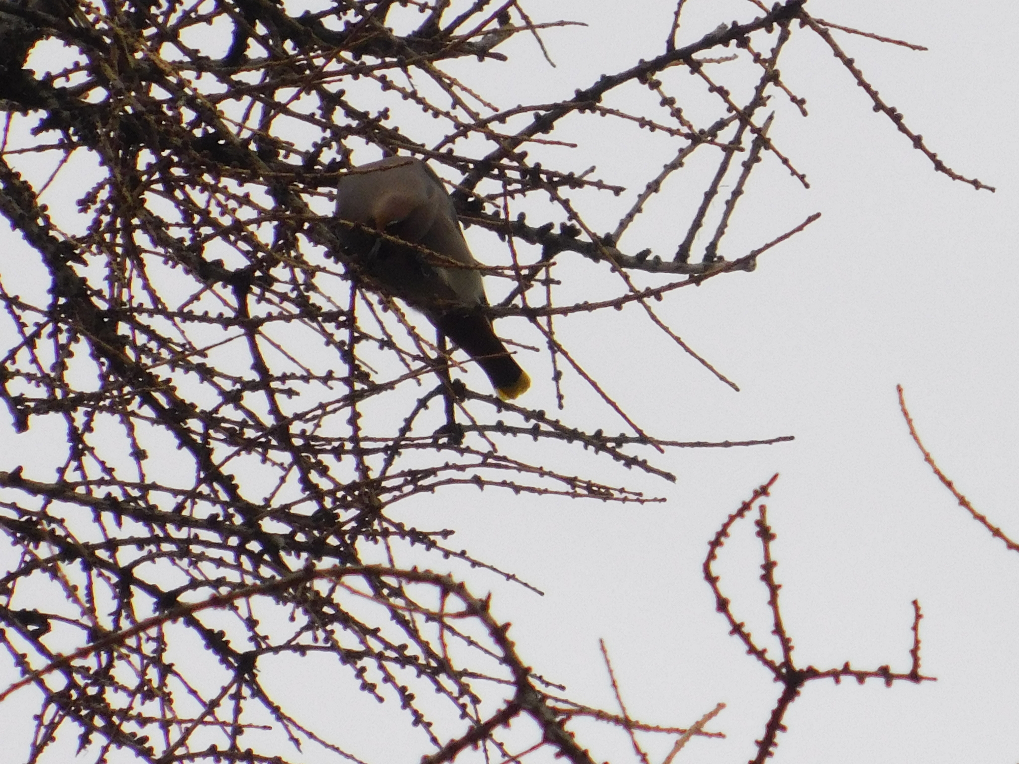 Waxwings in the Central Park of Culture and Culture. 02/23/2020 - My, Waxwing, Bird watching, Cpcchio, Saint Petersburg, Ornithology, Birds, Larch, Longpost