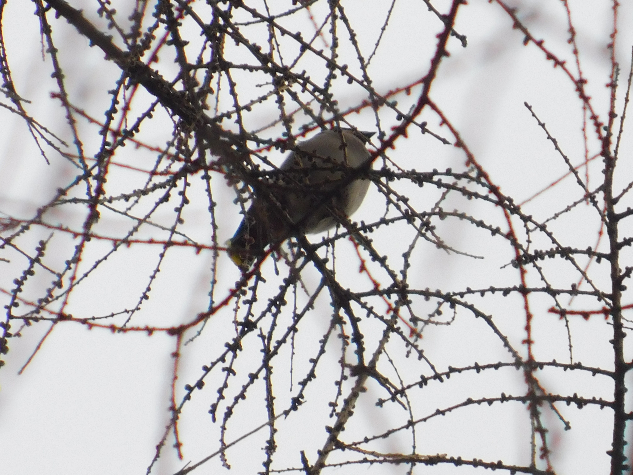 Waxwings in the Central Park of Culture and Culture. 02/23/2020 - My, Waxwing, Bird watching, Cpcchio, Saint Petersburg, Ornithology, Birds, Larch, Longpost