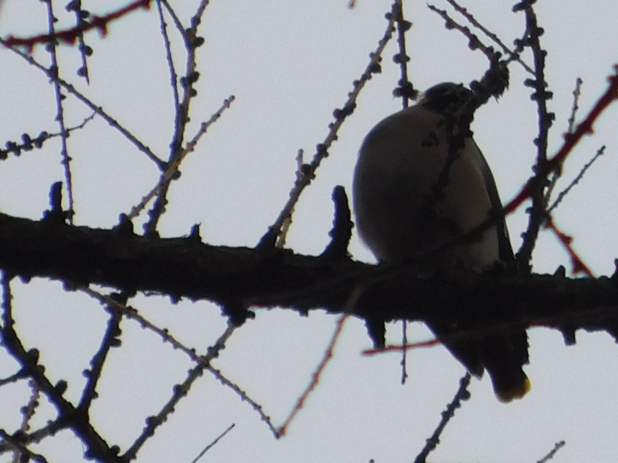 Waxwings in the Central Park of Culture and Culture. 02/23/2020 - My, Waxwing, Bird watching, Cpcchio, Saint Petersburg, Ornithology, Birds, Larch, Longpost