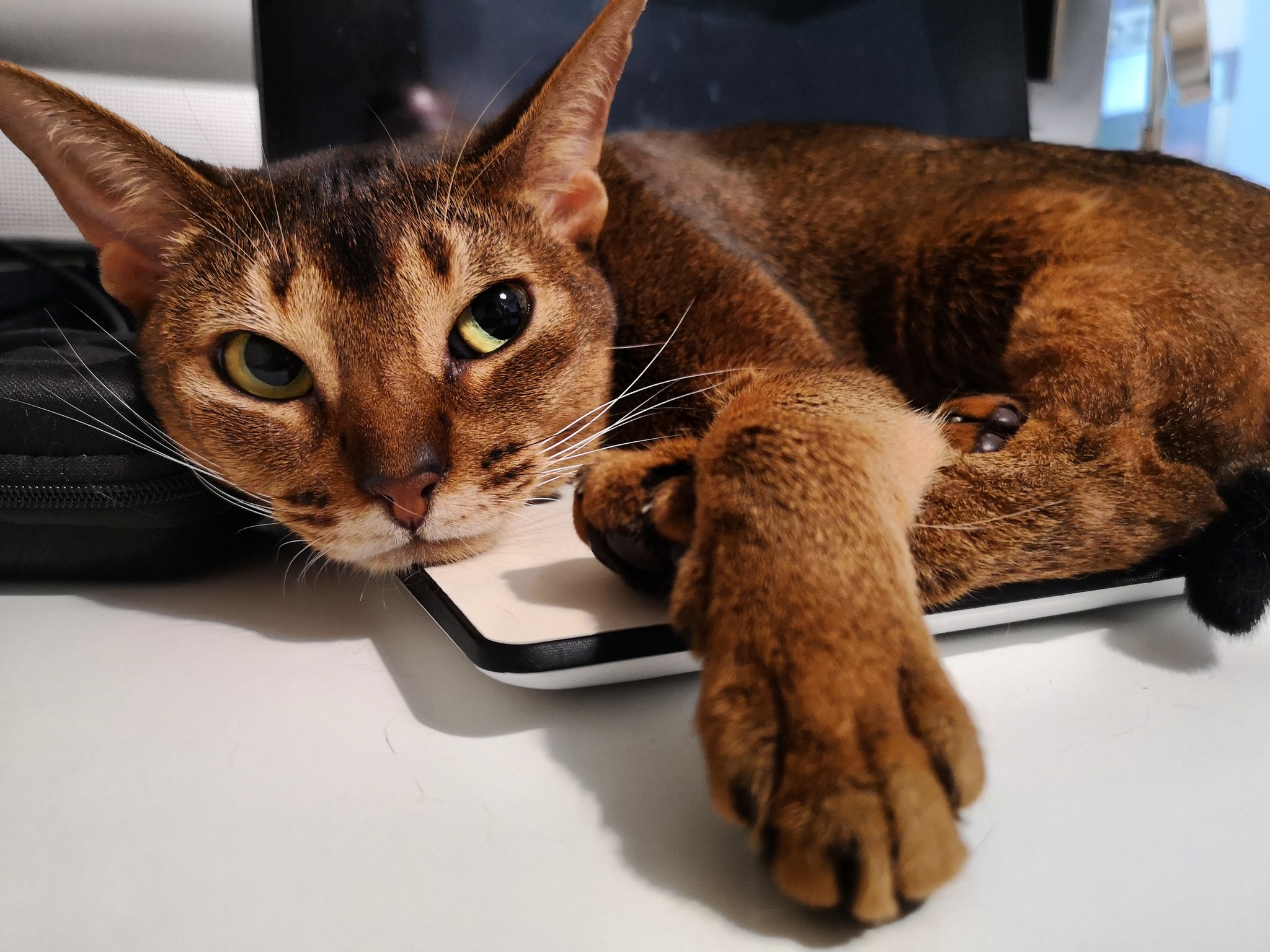 Likes to lie on laptops - My, cat, Catomafia, Abyssinian cat