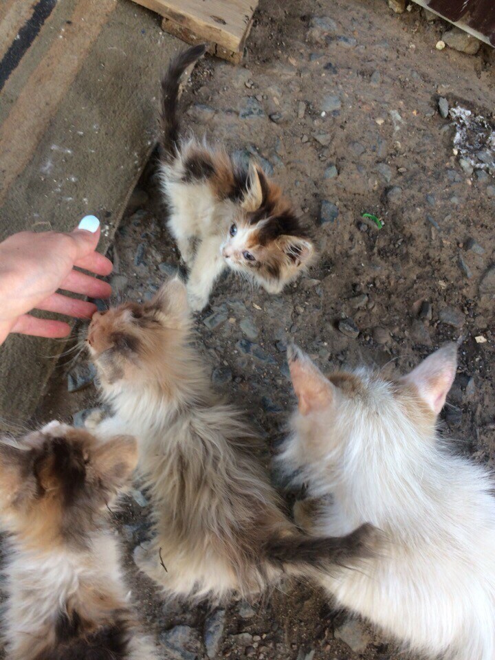 Cloudberry. Before and after - cat, Shelter, Animal Rescue, Charity, Orenburg, Video, Longpost