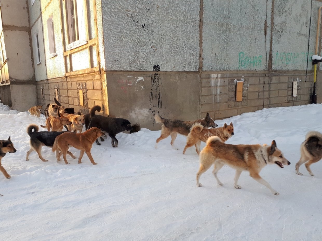 Кто должен ответить за смерть трех человек от нападения бродячих собак в  Красноярске? | Пикабу