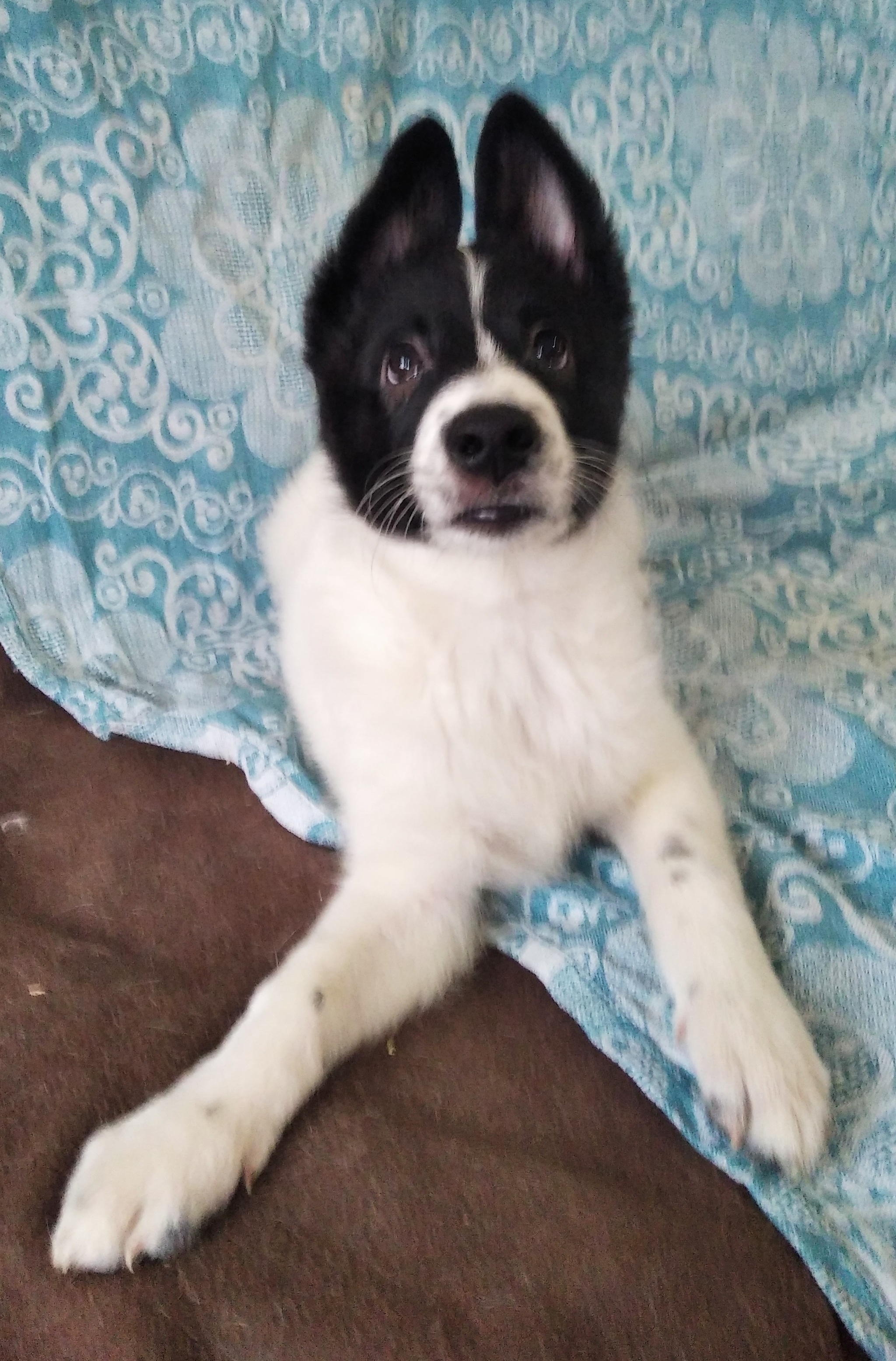 Laya is waiting for her beloved owners - My, Moscow, Puppies, I will give, Laika, Video, Longpost