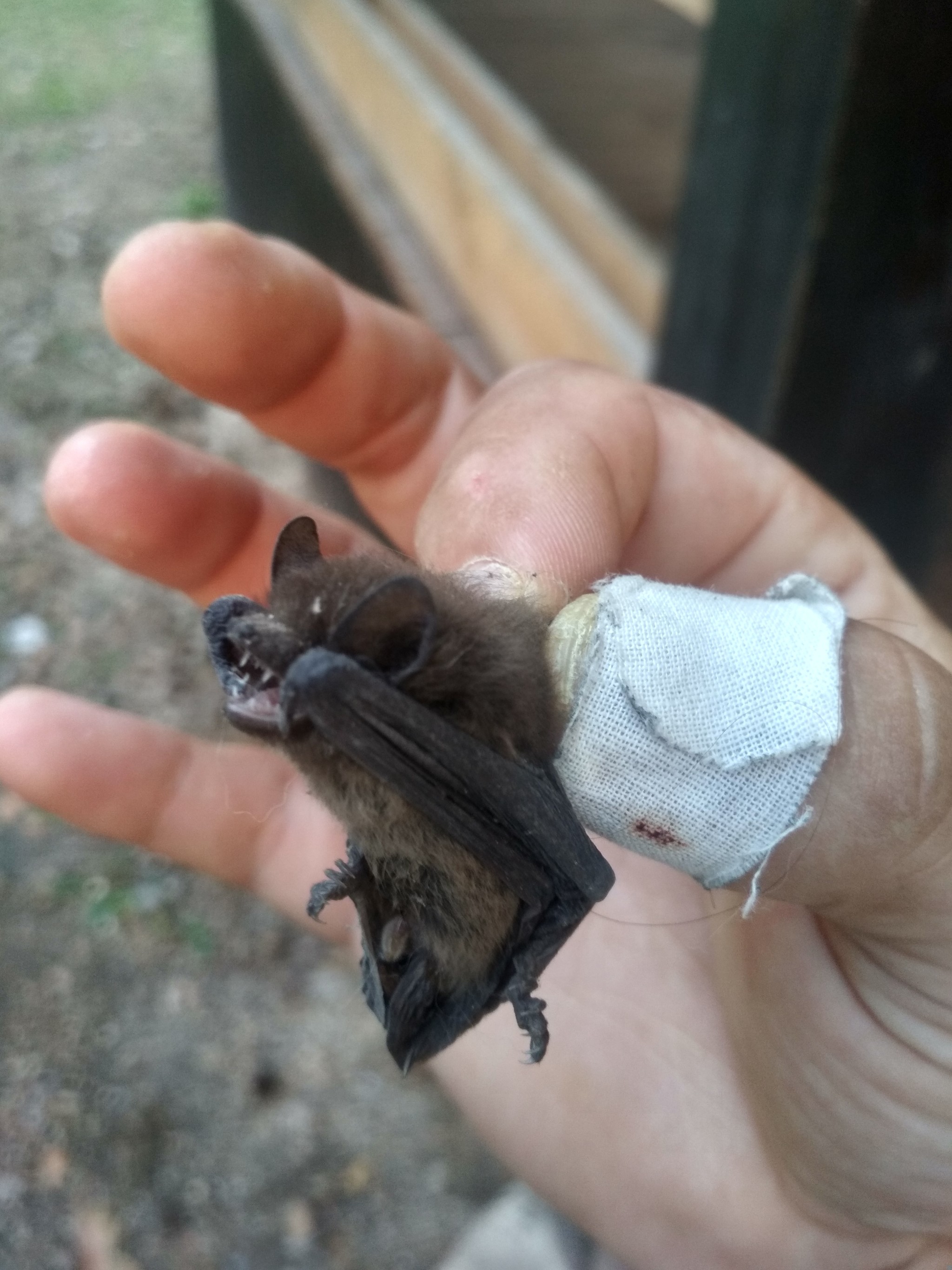 Mouse - My, Bat, wildlife, Life stories, How alive, Video, Longpost