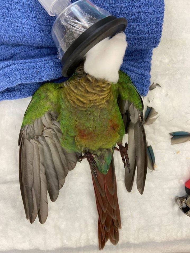 The parrot's wings were cut off, but veterinarians were able to attach new ones. Now the bird can fly again! - A parrot, Birds, Wings, Australia, Vet, Longpost