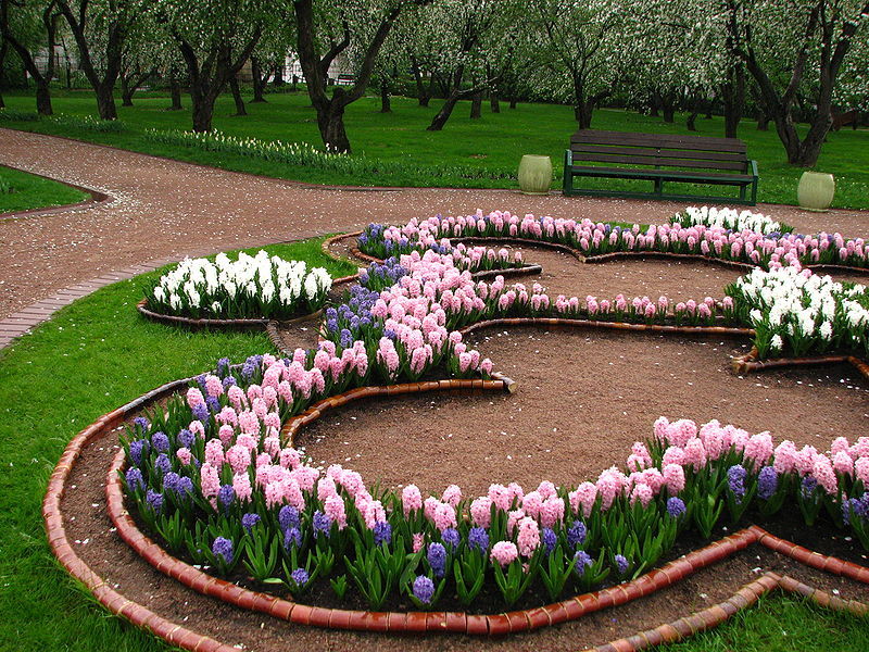 Hyacinth - My, March 8 - International Women's Day, Hyacinths, Flowers, Presents, Longpost