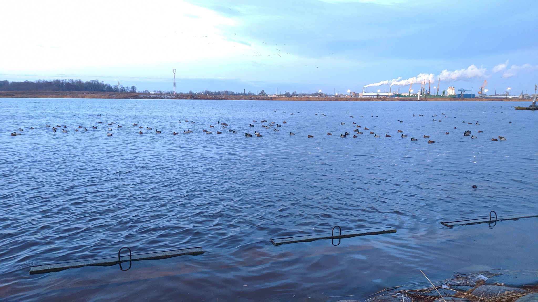 In the morning at dawn - My, dawn, Morning, Duck, The pier, River, Town, Longpost